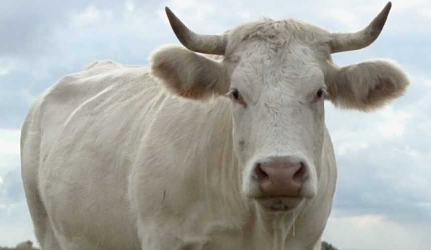 528_photogramme_scale_1040x500 Bovines