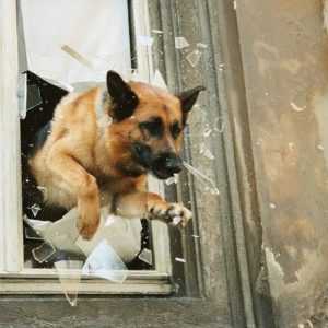 chien flic nantes Chien Flic + Margarita